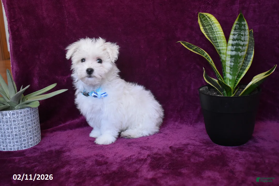 Maltese dogs for sale: Jaylon - Ad 4