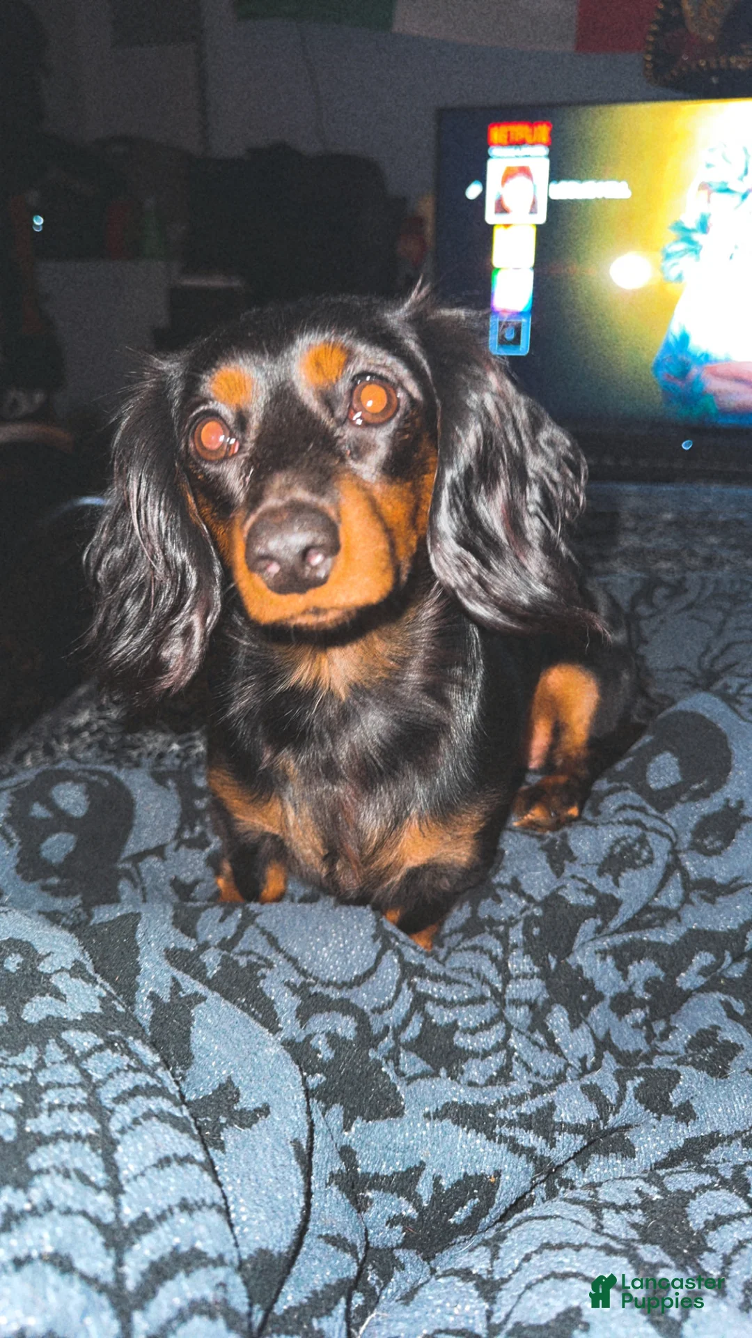 Chiweenie dogs for sale: Mocha  - Ad 5