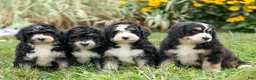 Bernedoodle dogs for sale:  Darla   - Ad 10
