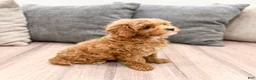 Cavapoo dogs for sale: Althea - Ad 4