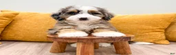 Mini Bernedoodle dogs for sale: Lexie - Ad 3
