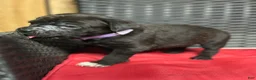 Cane Corso dogs for sale: Rose - Ad 1