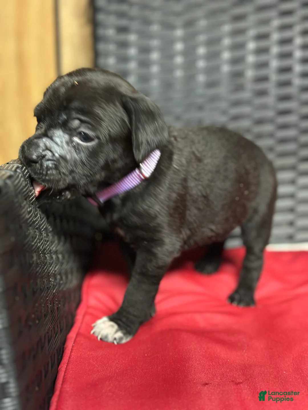 Cane Corso dogs for sale: Rose - Ad 1