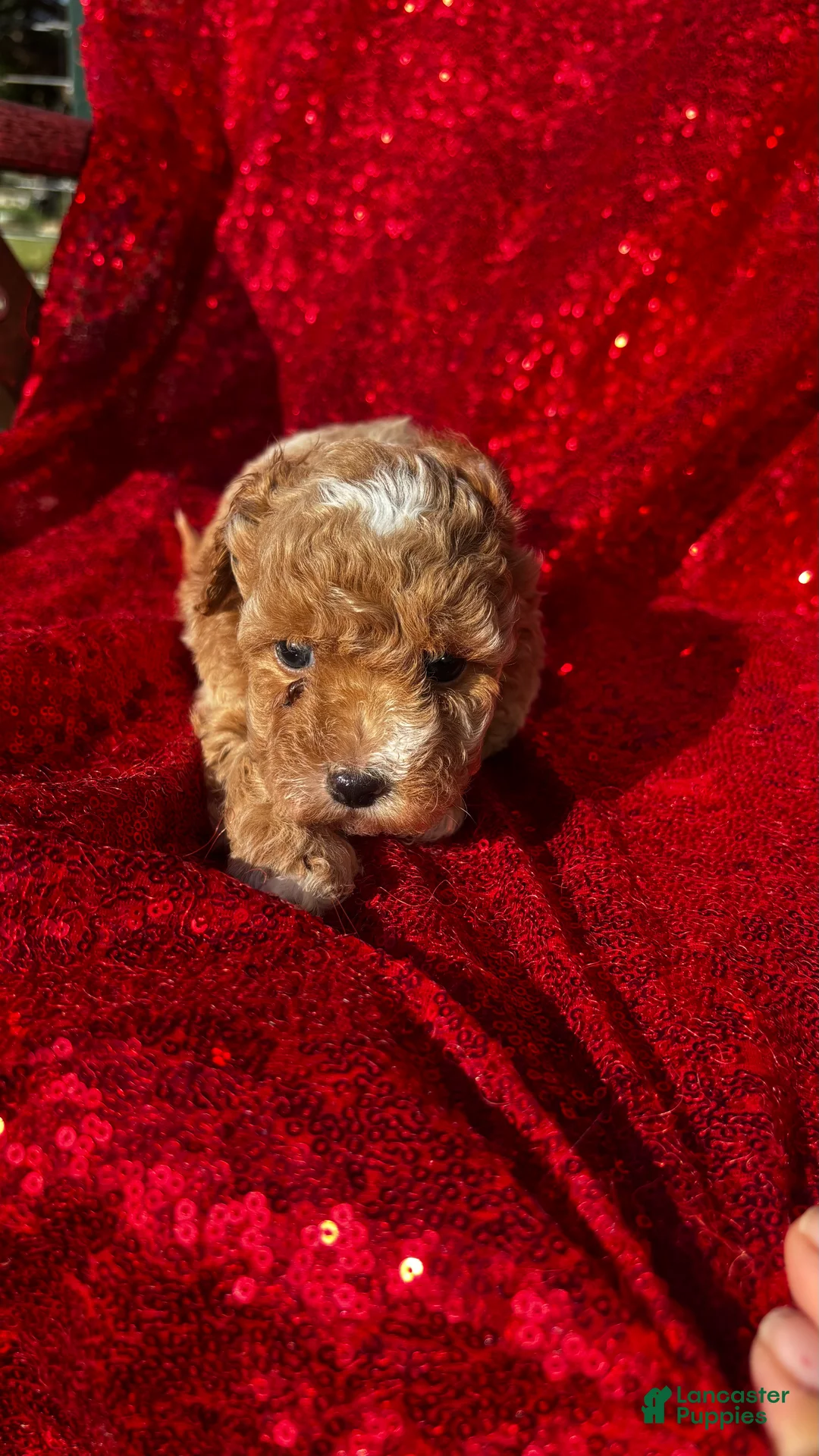 Toy Poodle dogs for sale: Toy Poodle 3 - Ad 1
