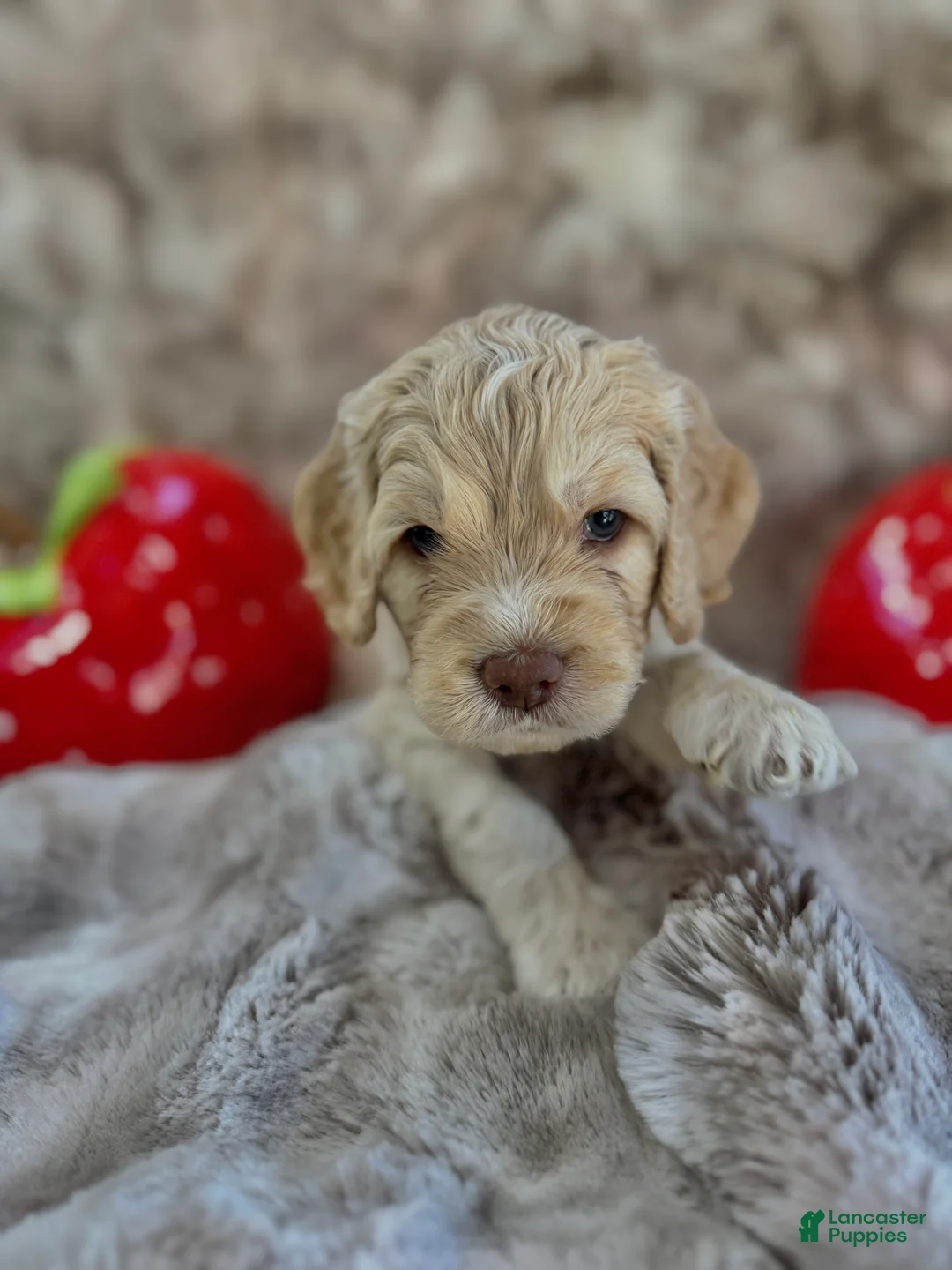 Cockapoo dogs for sale: Cockapoo Puppy 1 - Ad 2