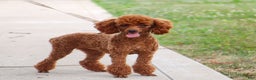 Miniature Poodle dogs for sale: Stitch - Ad 9