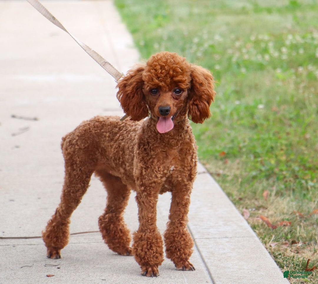Miniature Poodle dogs for sale: Stitch - Ad 9