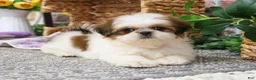 Shih Tzu dogs for sale: Dolly - Ad 7