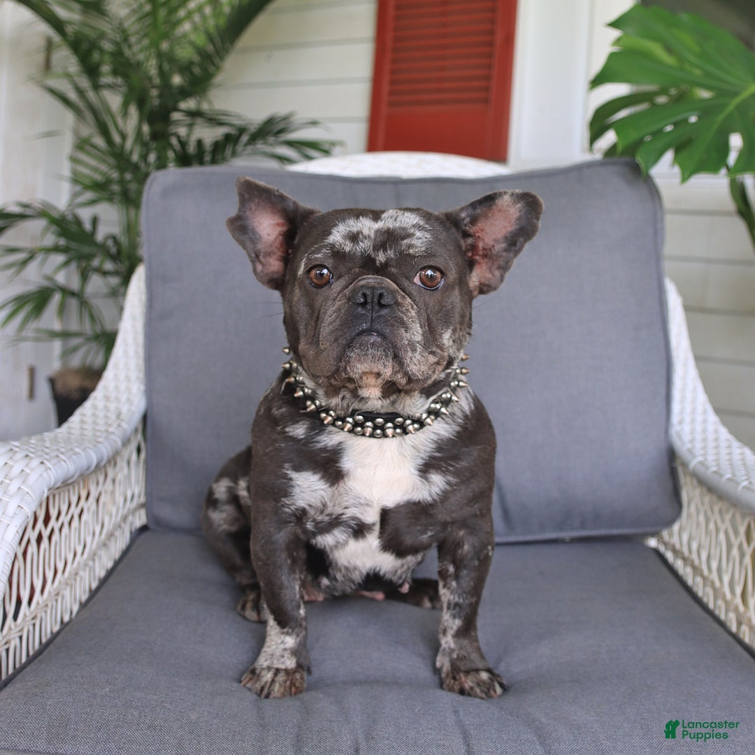 French Bulldog dogs for sale: Brynn - Ad 6