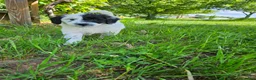 Bordoodle dogs for sale: Bandit - Ad 4
