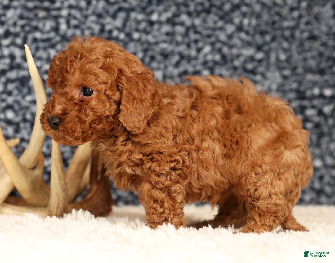 Bichpoo dogs for sale: Finn - Ad 9