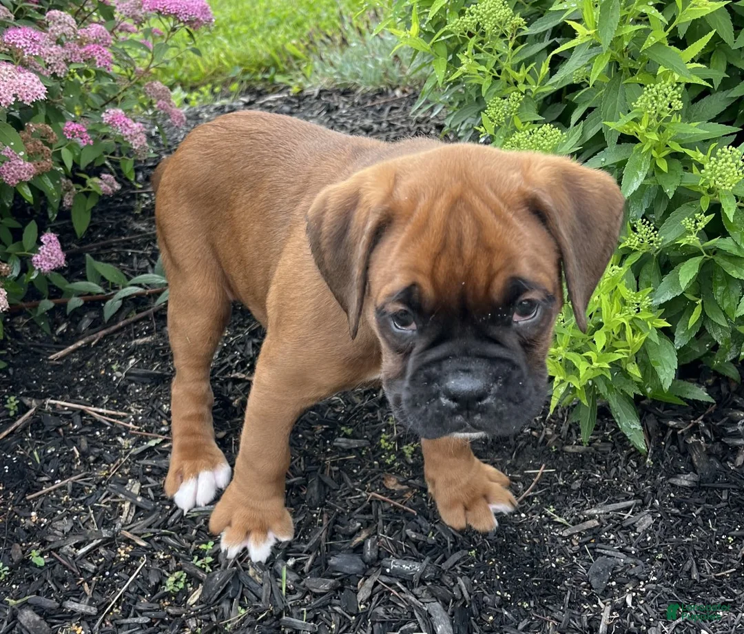 Boxer dogs for sale: Buster - Ad 4