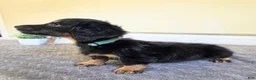 Miniature Dachshund dogs for sale: Chai- AKC - Ad 6
