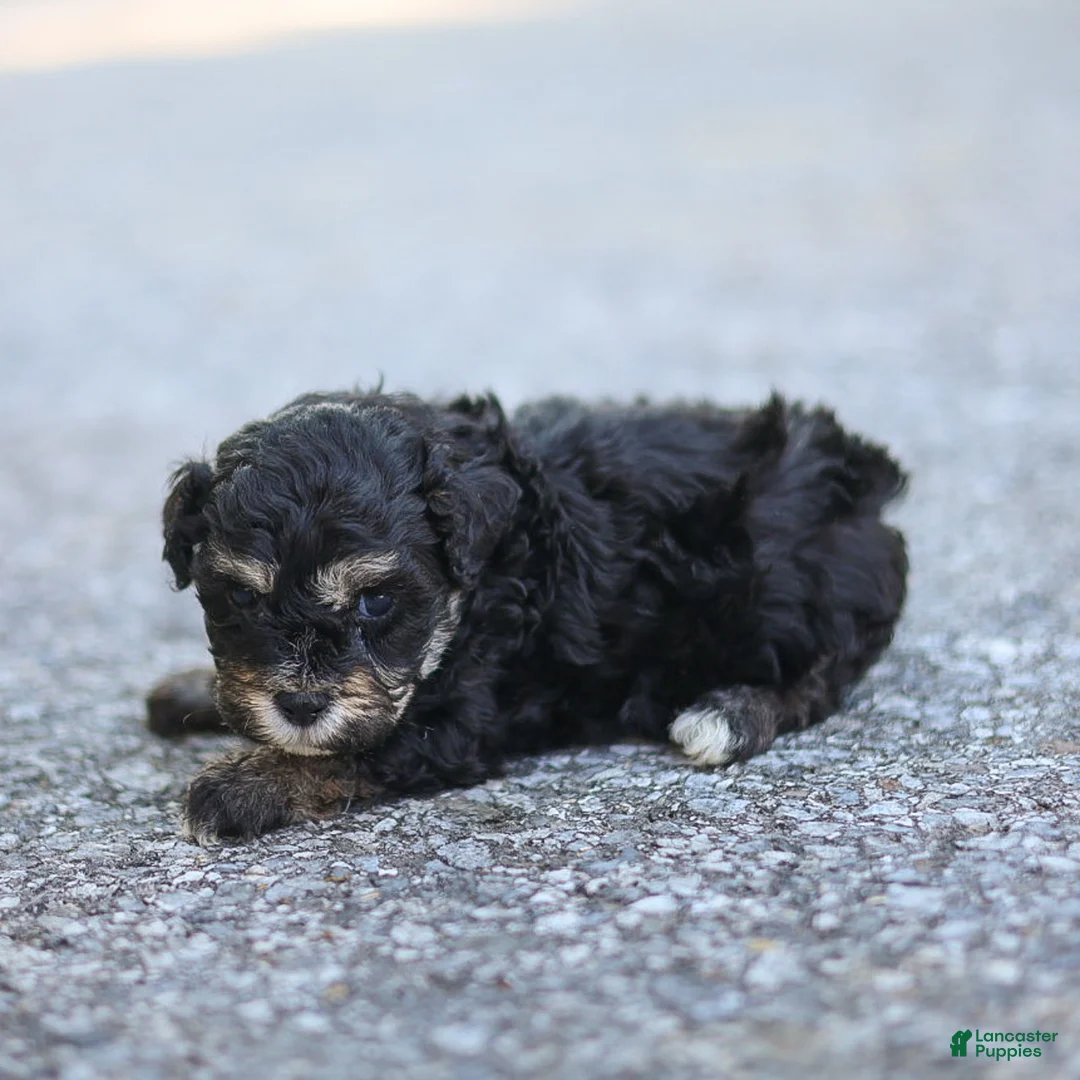 Maltipoo dogs for sale: Woody Maltipoo  - Ad 2