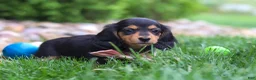 Miniature Dachshund dogs for sale: Barbie - Ad 7