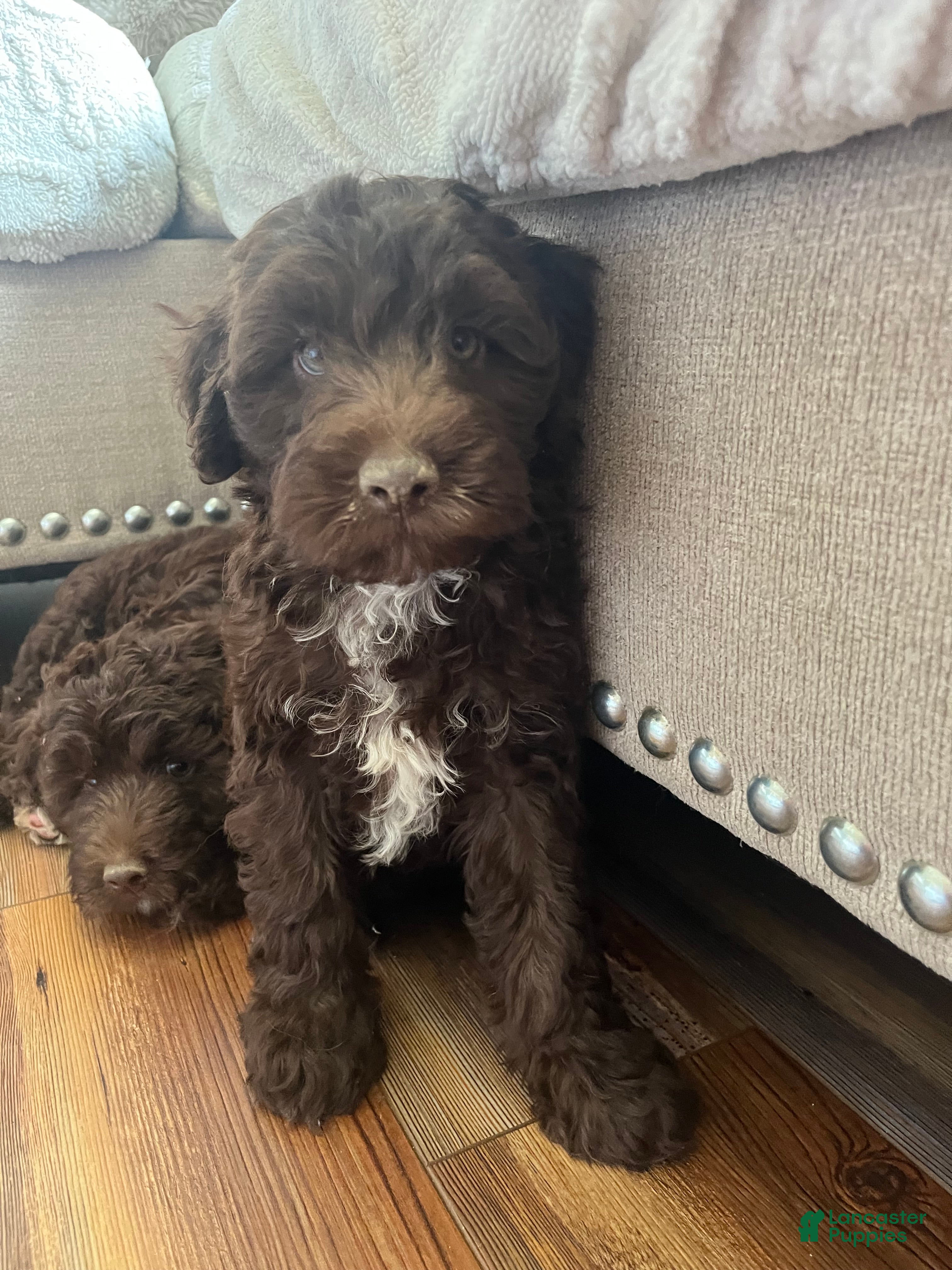 Miniature Labradoodle dogs  Jackson White Chin - Ad 1
