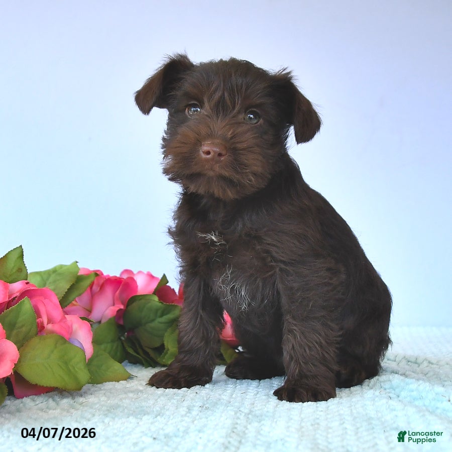 Miniature Schnauzer dogs Marshmallow - Ad 2