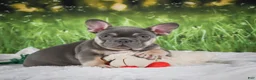 French Bulldog dogs for sale: Lucky - Ad 8