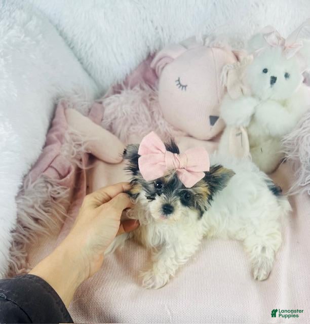 Yorkshire Terrier dogs Yorkshire Terrier Puppy 3 - Ad 22