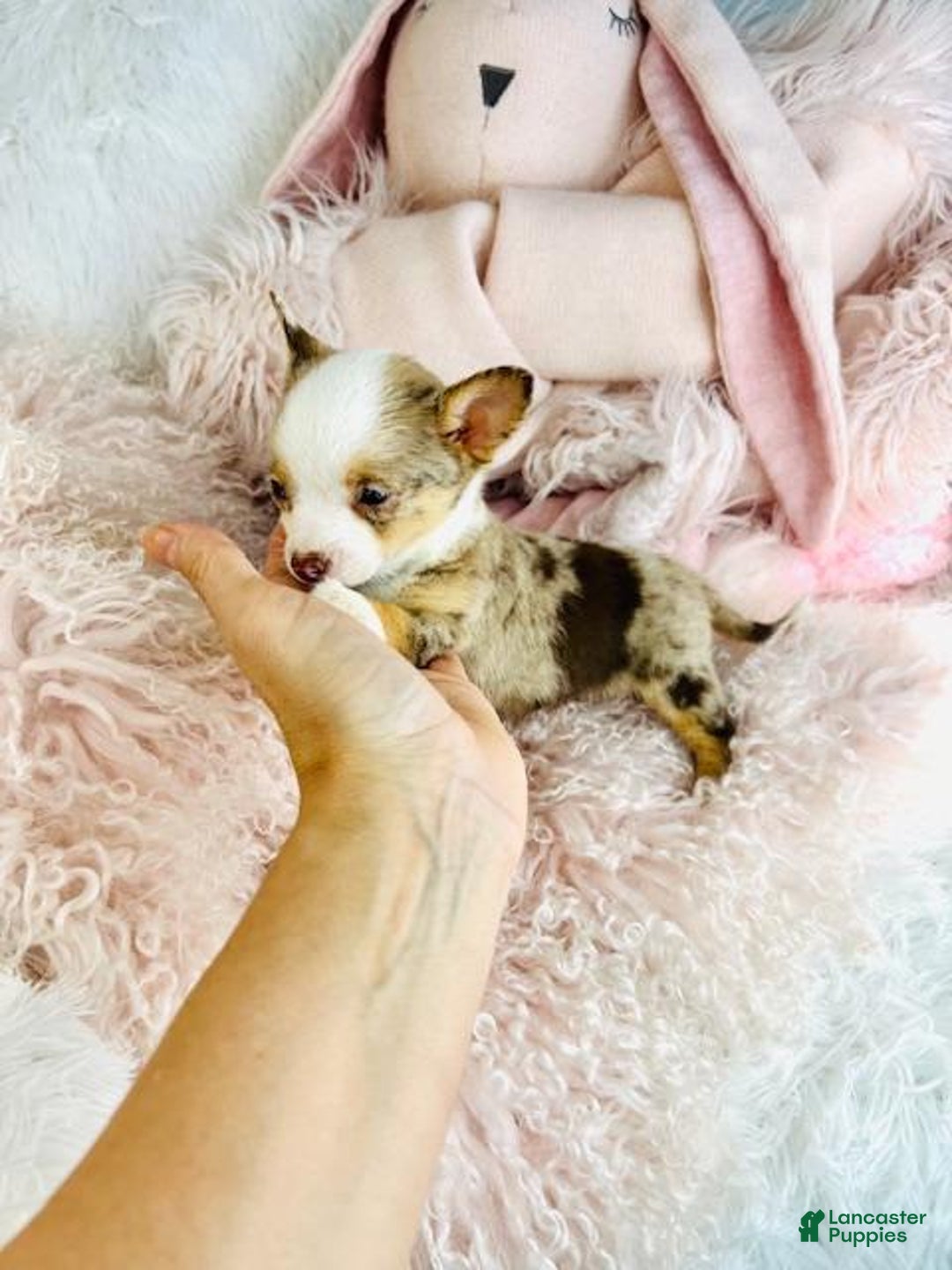 Chihuahua dogs for sale: Chihuahua Puppy 1 - Ad 2
