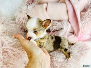 Chihuahua dogs Chihuahua Puppy 1 - Ad 3