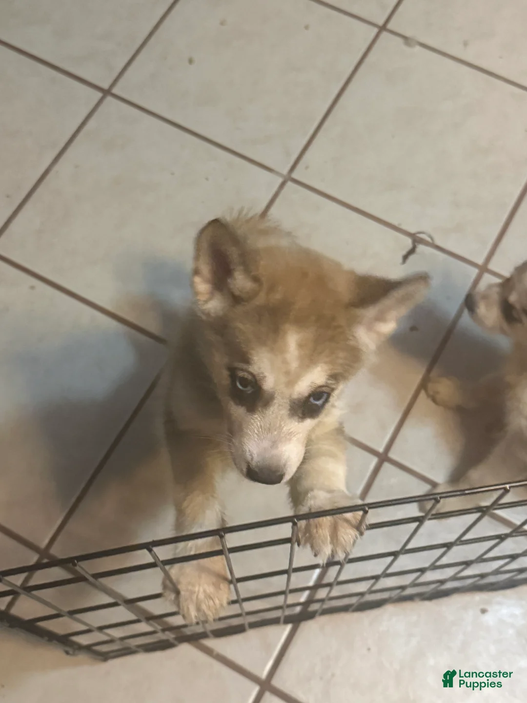 Alaskan Husky dogs for sale: Lilo the Alaskan Husky Puppy  - Ad 2