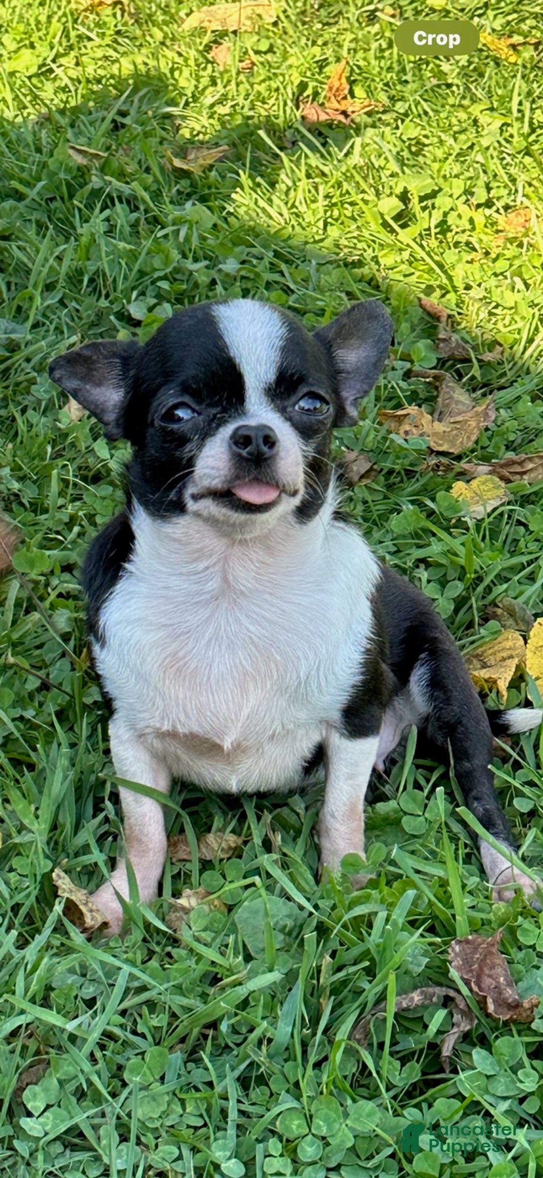 Chihuahua dogs for sale: Chelsea - Ad 4