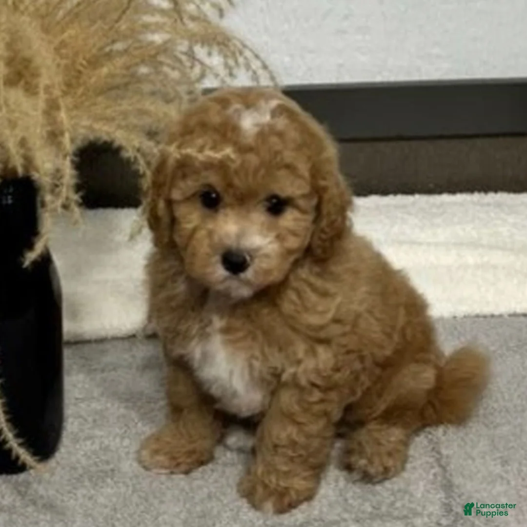 Bichpoo dogs for sale: Kade  - Ad 1
