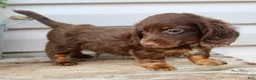 Miniature Dachshund dogs for sale: Carter Male AKC Mini Dachshund - Ad 7
