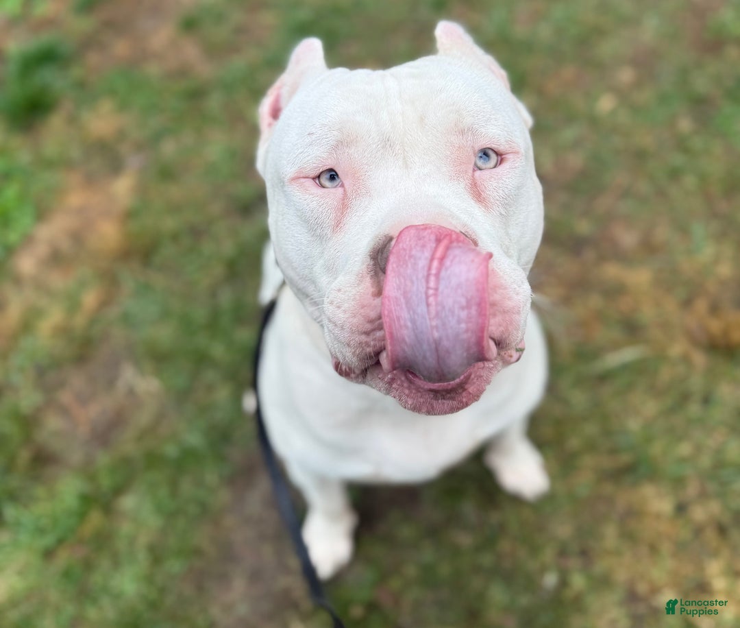 American Bully dogs for sale: Teddy - Ad 11