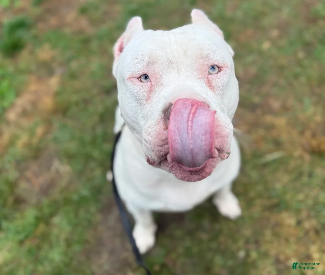 American Bully dogs for sale: Marshmallow  - Ad 12