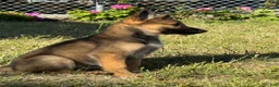 German Shepherd dogs for sale: German Shepherd 4 - Ad 2