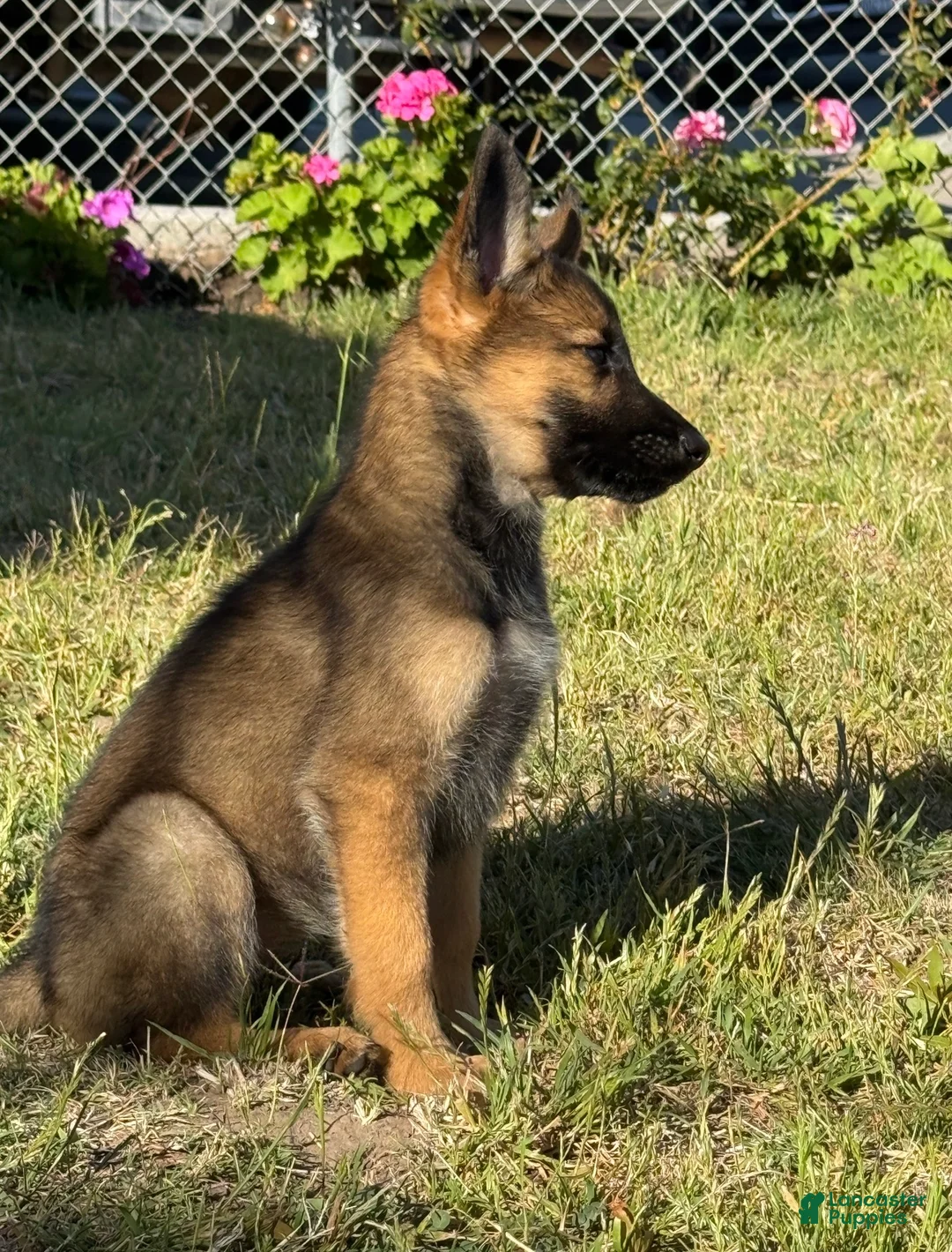 German Shepherd dogs for sale: German Shepherd 4 - Ad 2