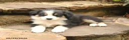 Australian Shepherd dogs for sale: Mason - Ad 3