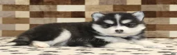Pomsky dogs for sale: Isaac - Ad 2