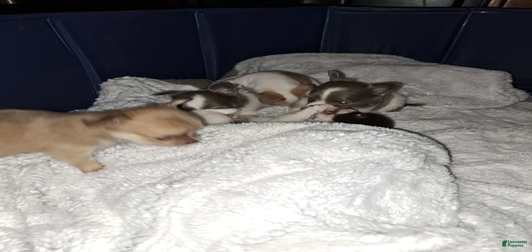 Gallery Image {{count}}