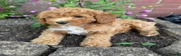 Miniature Poodle dogs for sale: Hazel - Ad 7