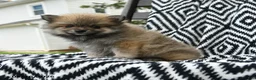 Pomeranian dogs for sale: Greg - Ad 5