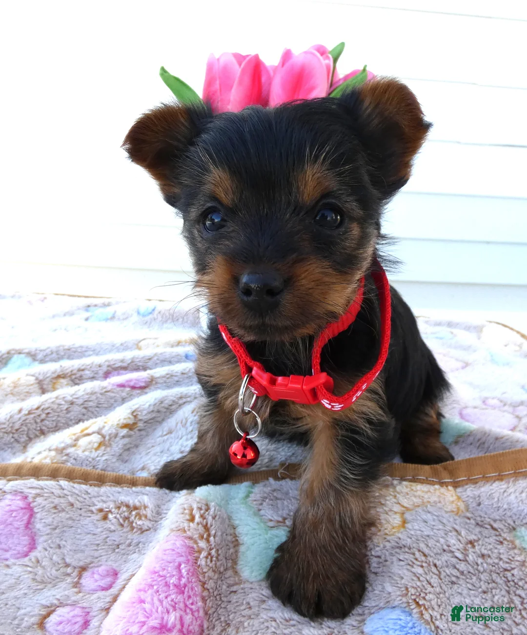 Yorkshire Terrier dogs for sale: Yorkshire Terrier Puppy 5 Mika - Ad 2