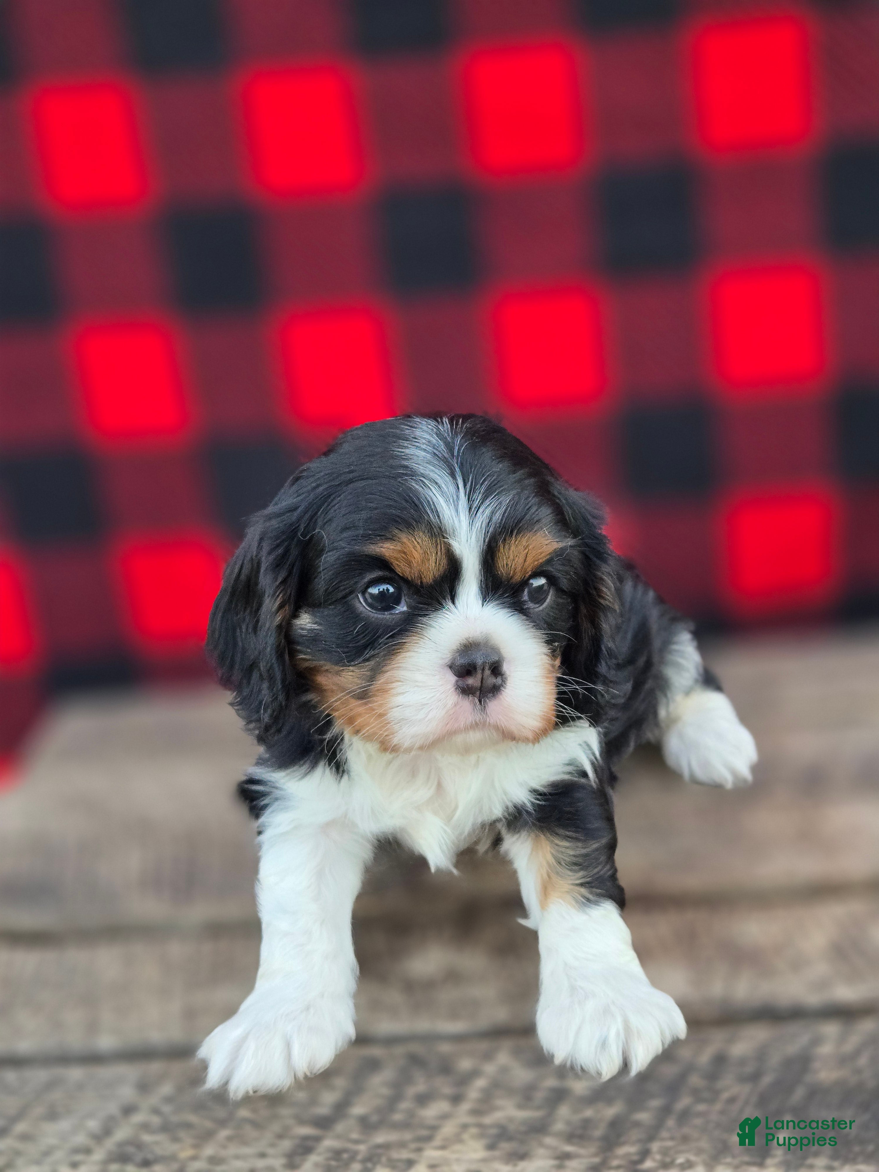 Cavalier King Charles Spaniel dogs Twizzler - Ad 1