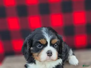 Cavalier King Charles Spaniel dogs for sale: Twizzler - Ad 2