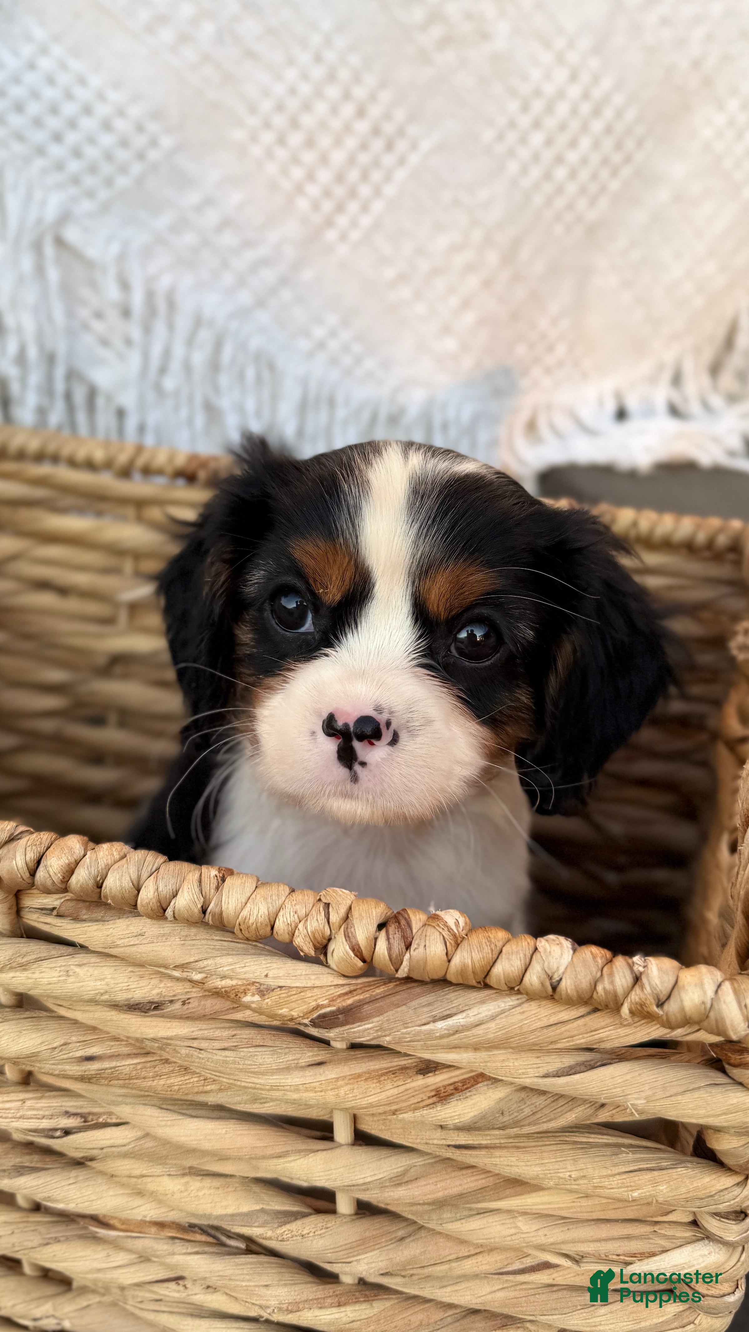 Cavalier King Charles Spaniel dogs Lucas - Ad 1