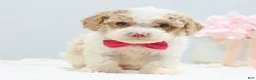 Toy Poodle dogs for sale: Barbie - Ad 5
