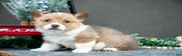 Welsh Corgi Pembroke dogs for sale: Colton - Ad 1