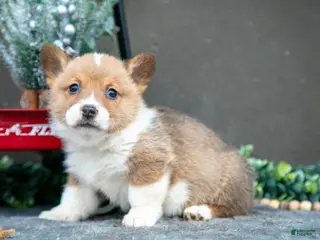 Welsh Corgi Pembroke dogs Colton - Ad 30