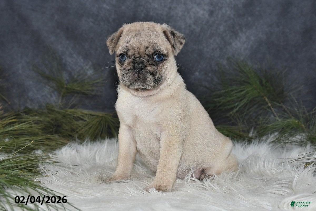 Pug dogs Duchess - Ad 7