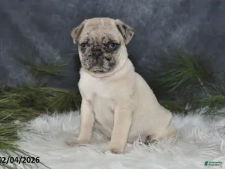 Pug dogs Duchess - Ad 7