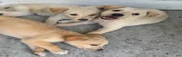 Mixed Breed dogs for sale: Mixed Breed Puppy 7 - Ad 18