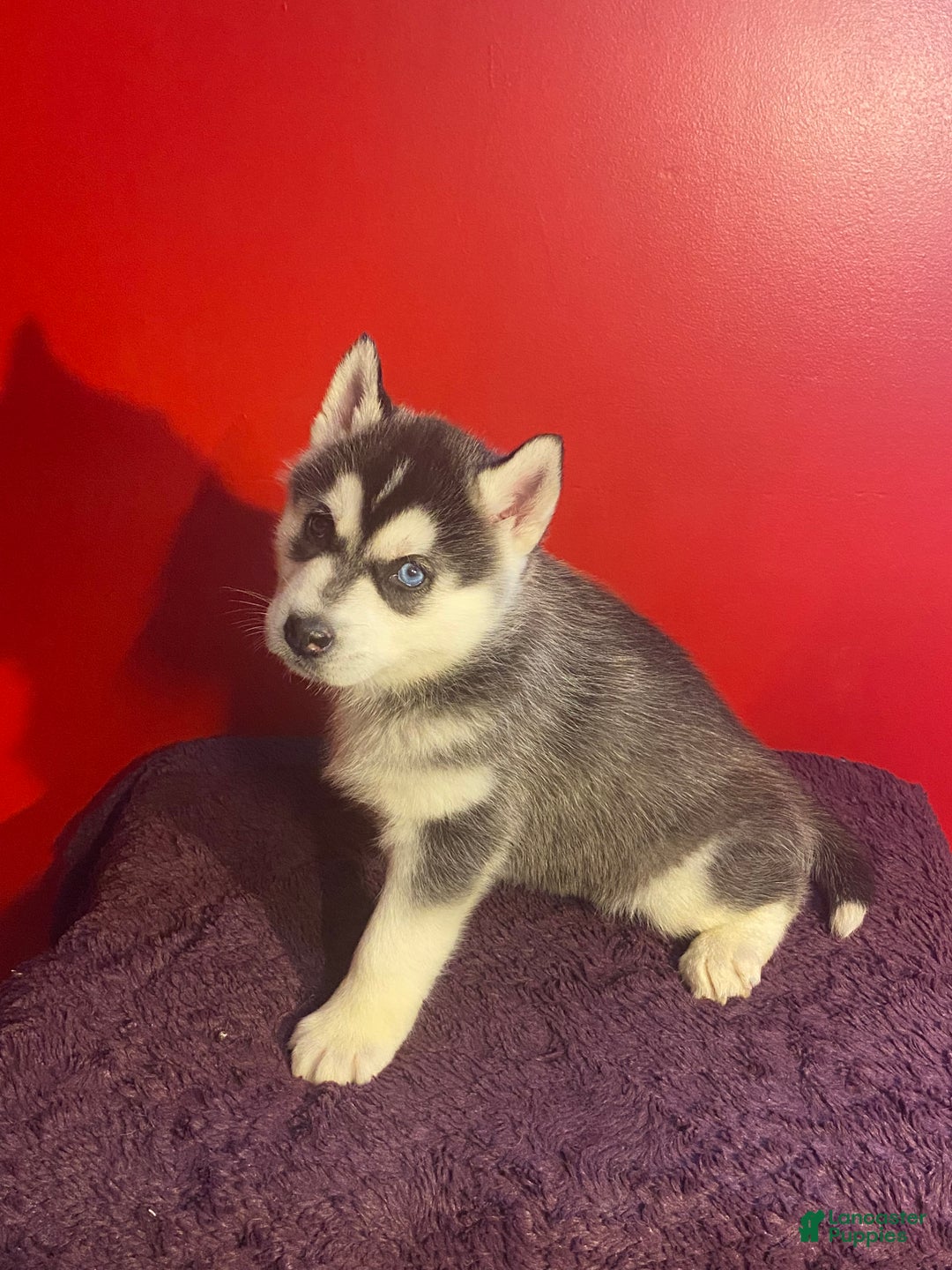 Siberian Husky dogs for sale: Oscar - Ad 9