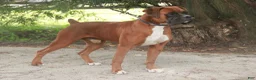 Boxer dogs for sale: Alex - Ad 12